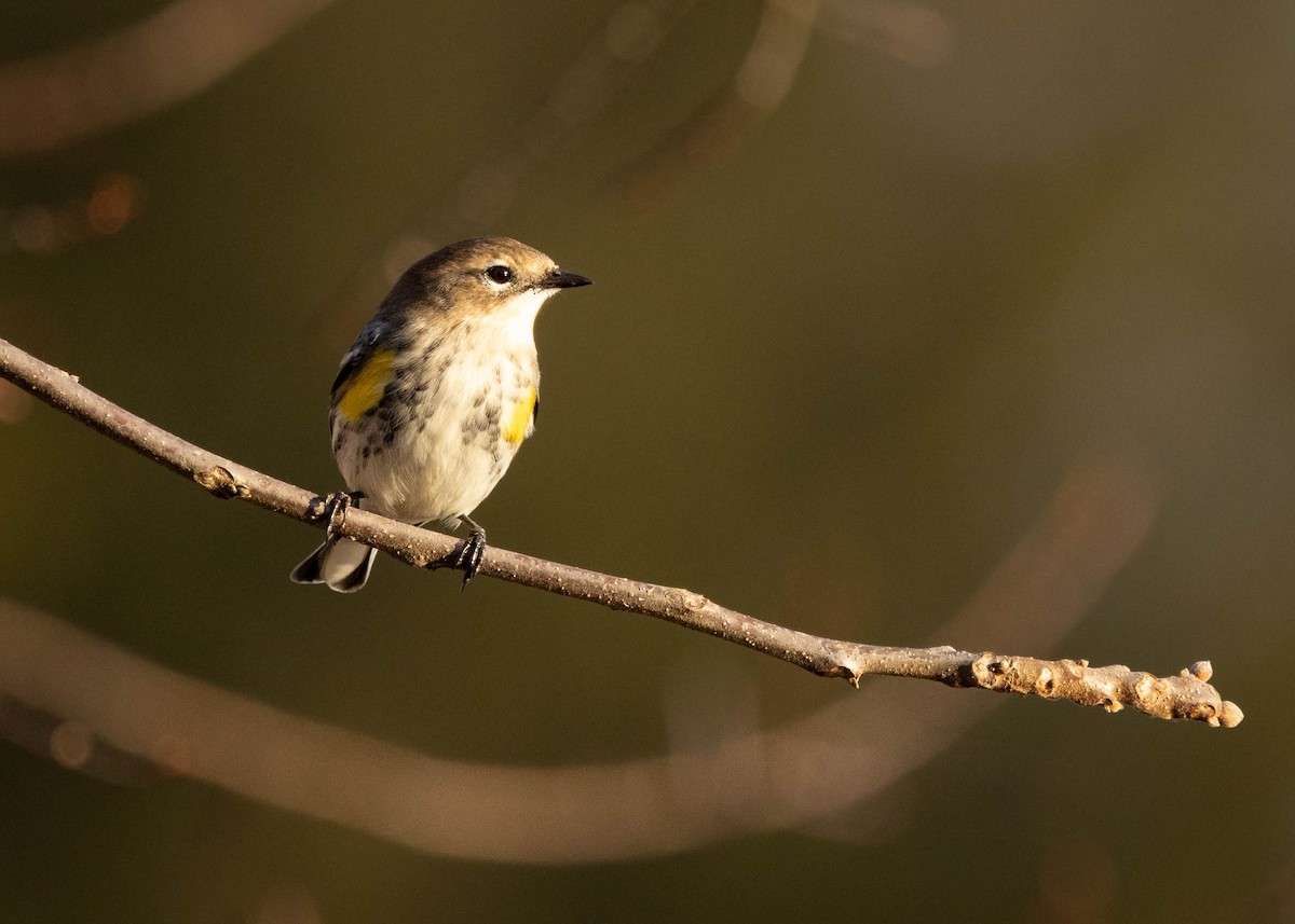 Yellow-rumped Warbler - ML646864606