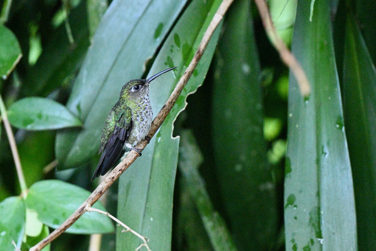 Colibri grivelé - ML646864608