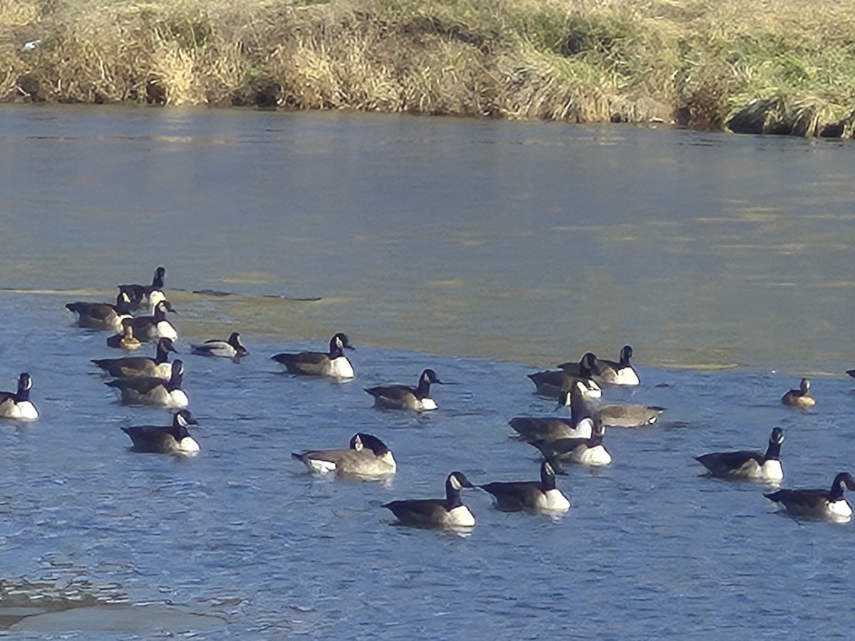 Canada Goose - ML646864614