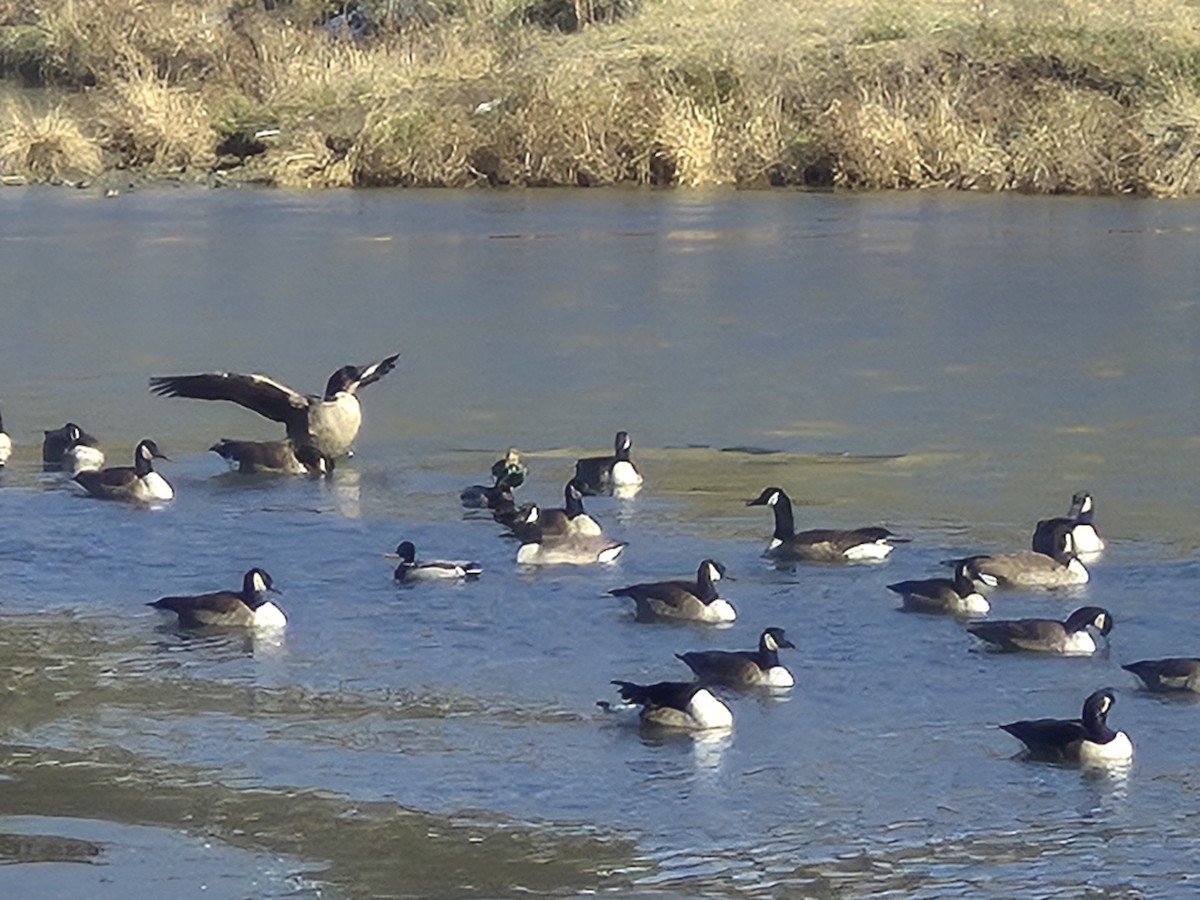 Canada Goose - ML646864615