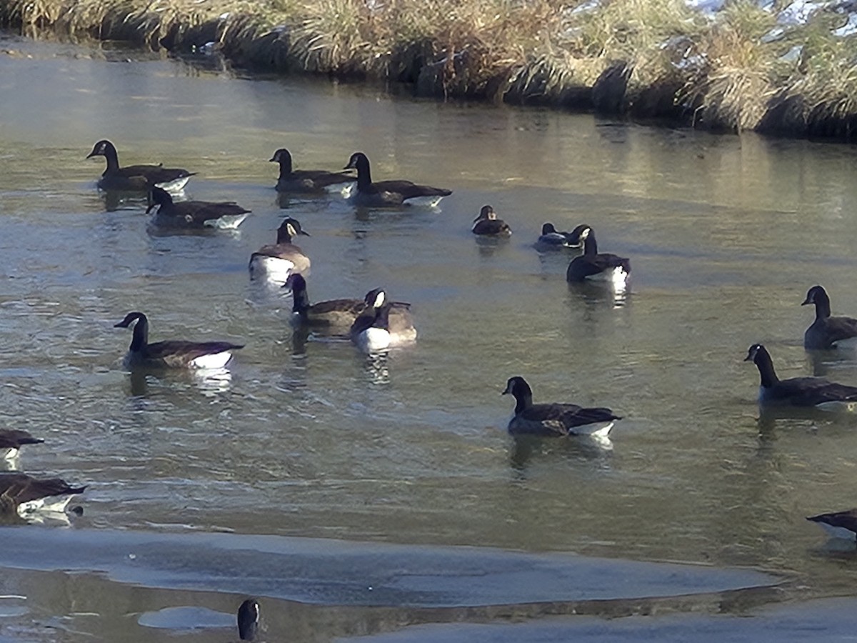 Canada Goose - ML646864616
