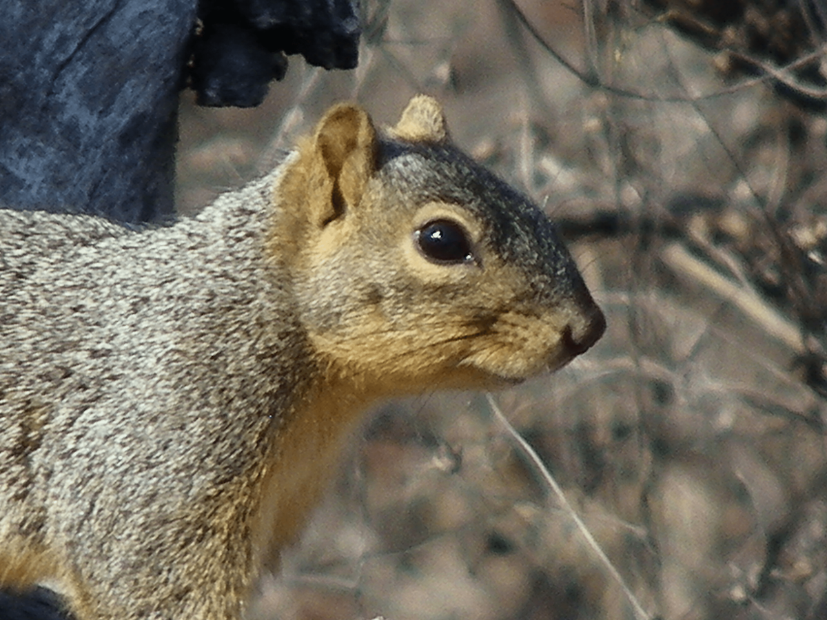 Eastern Fox Squirrel - ML646864619