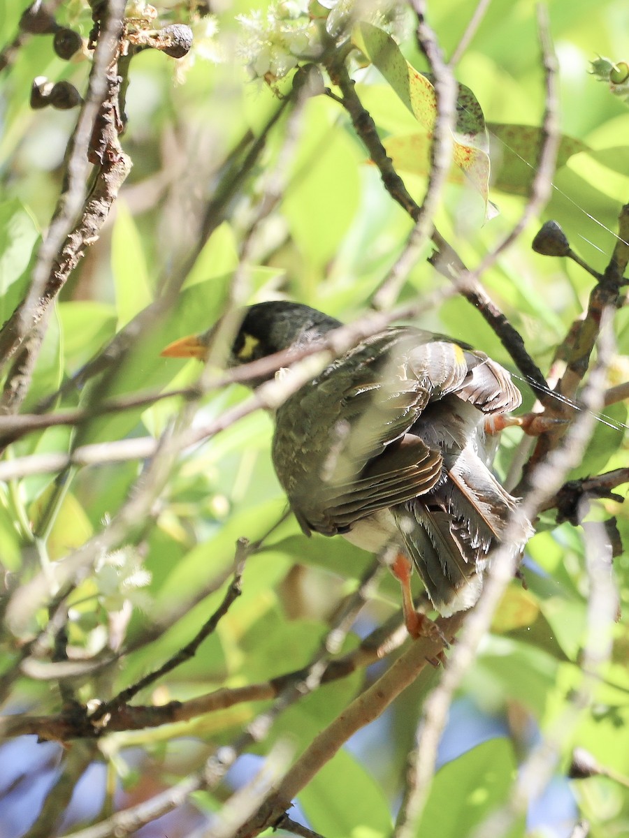 Geveze Balkuşu - ML646864625