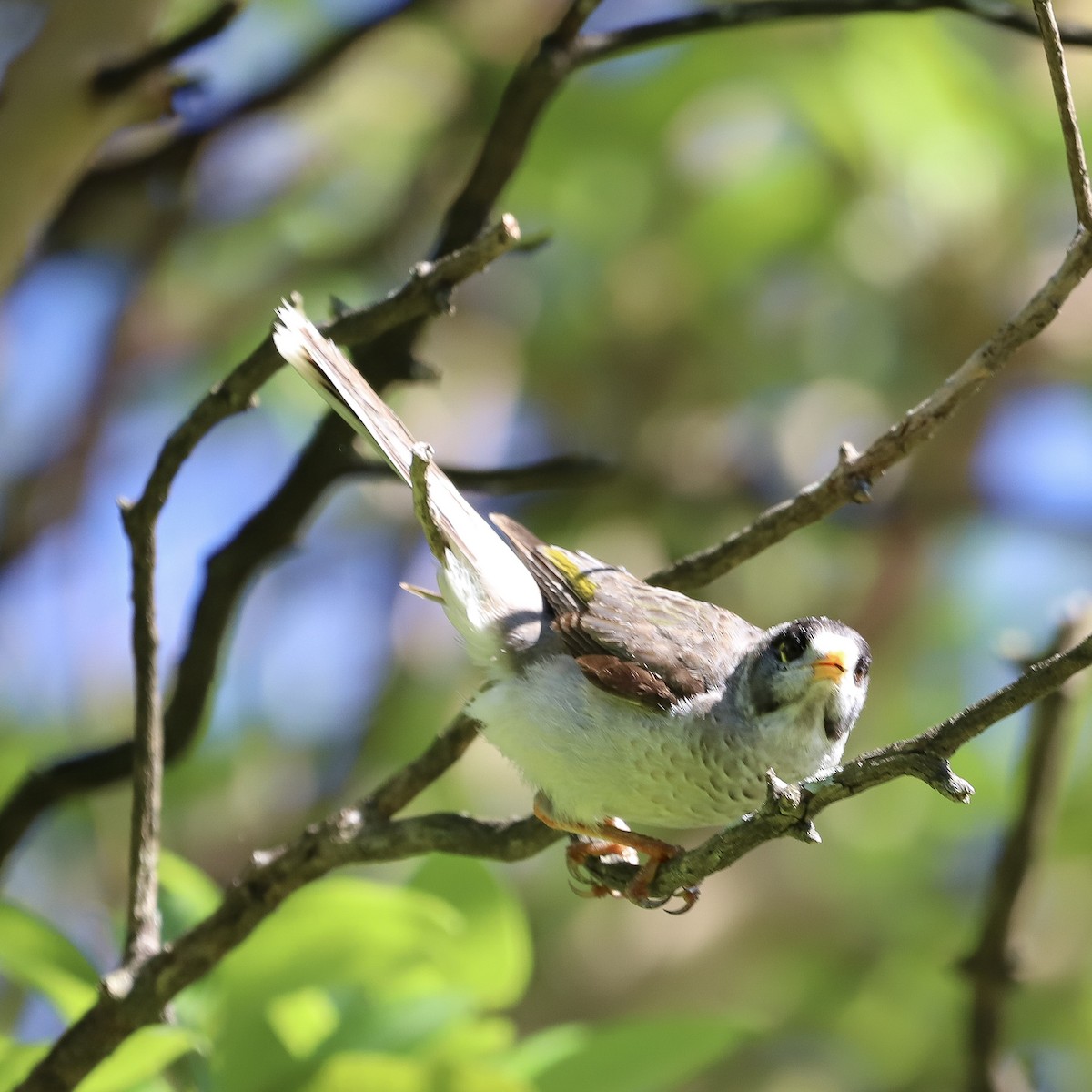 Geveze Balkuşu - ML646864629