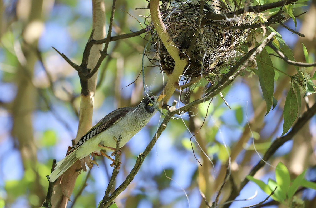 Geveze Balkuşu - ML646864630