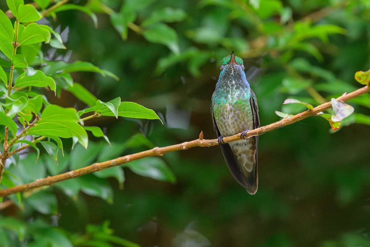 kolibřík pestrý - ML646864632