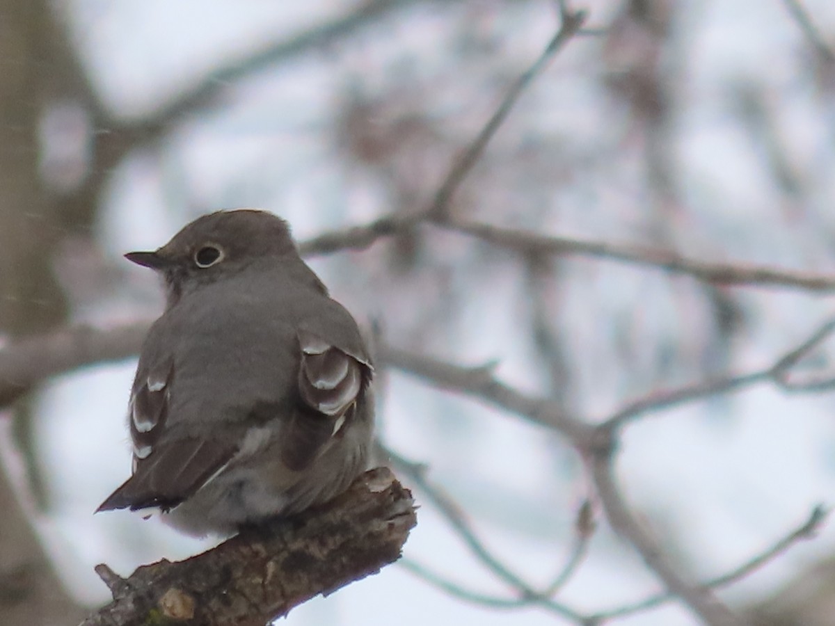 Горный кларино - ML646864633