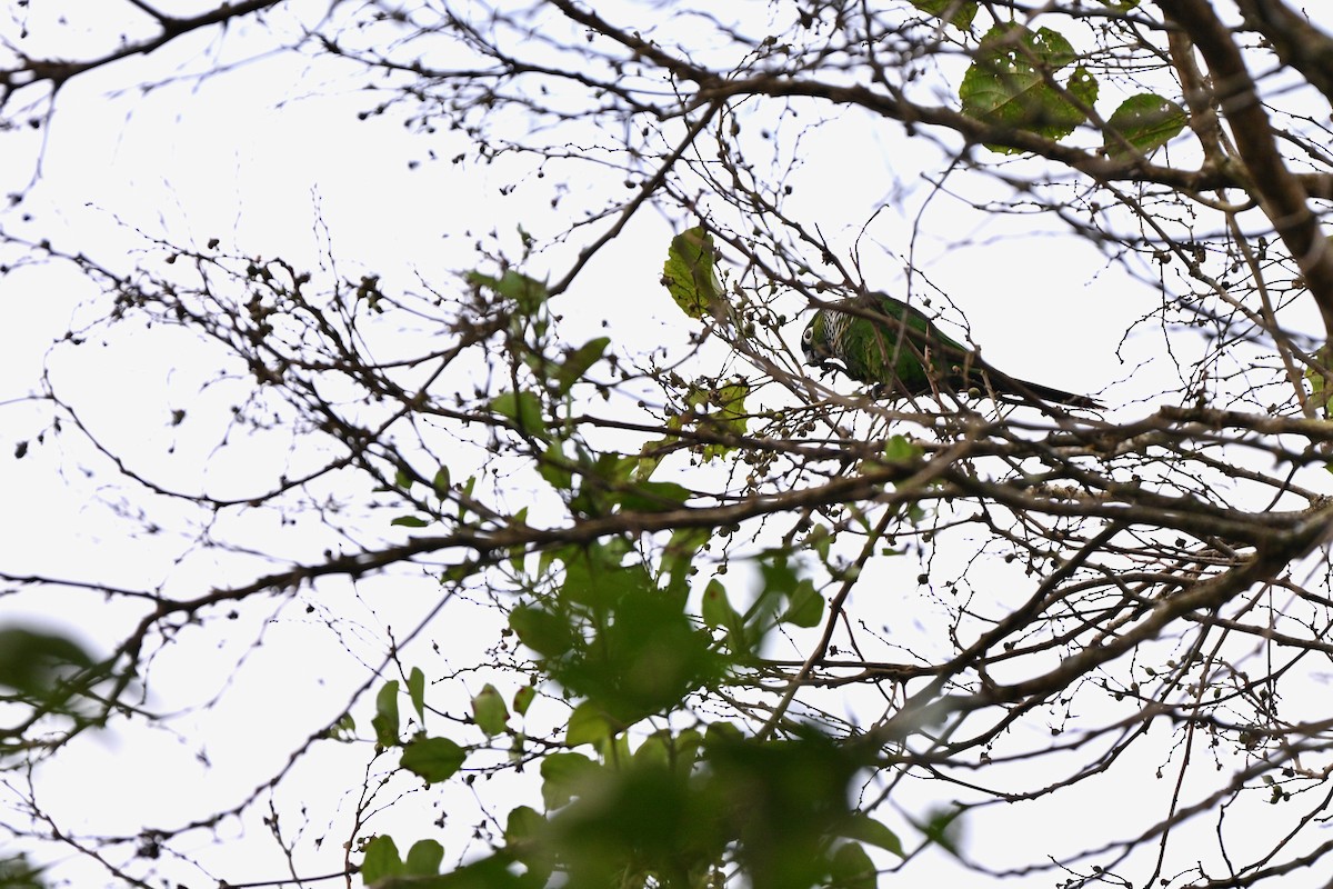 Maroon-tailed Parakeet - ML646864635