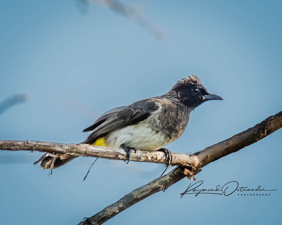bulbul zahradní - ML646864636