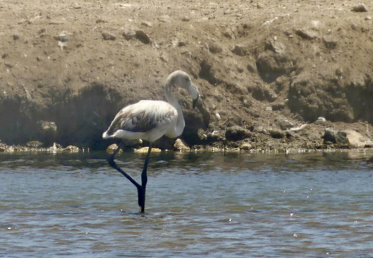 Greater Flamingo - ML646864637