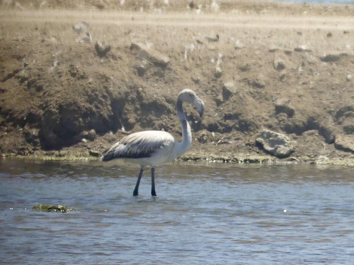 Greater Flamingo - ML646864638