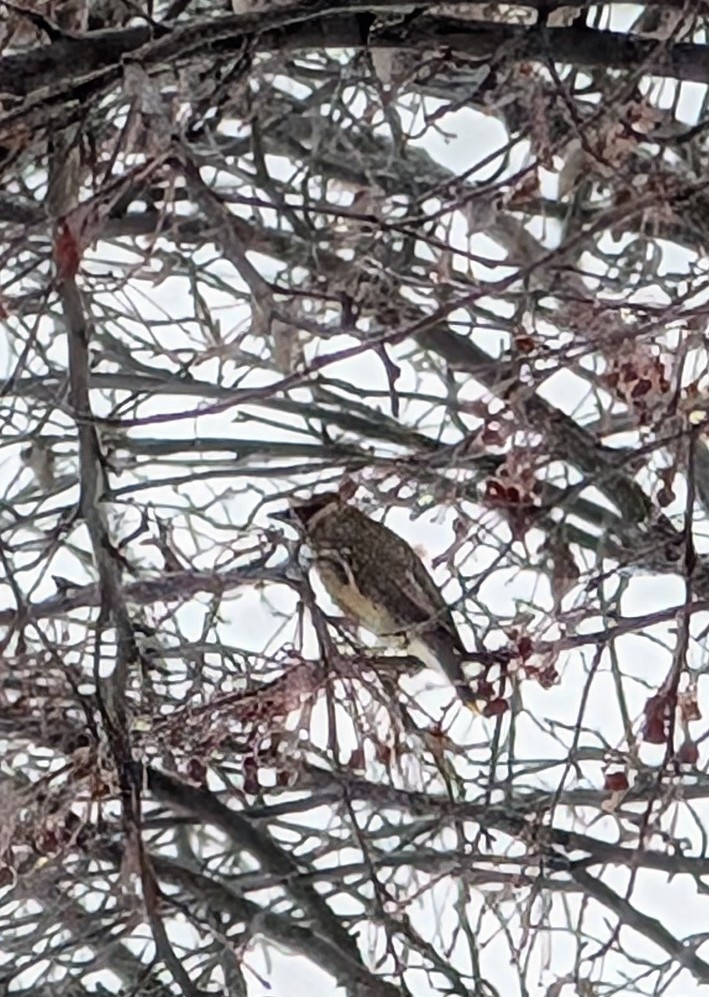 ヒメレンジャク - ML646864639