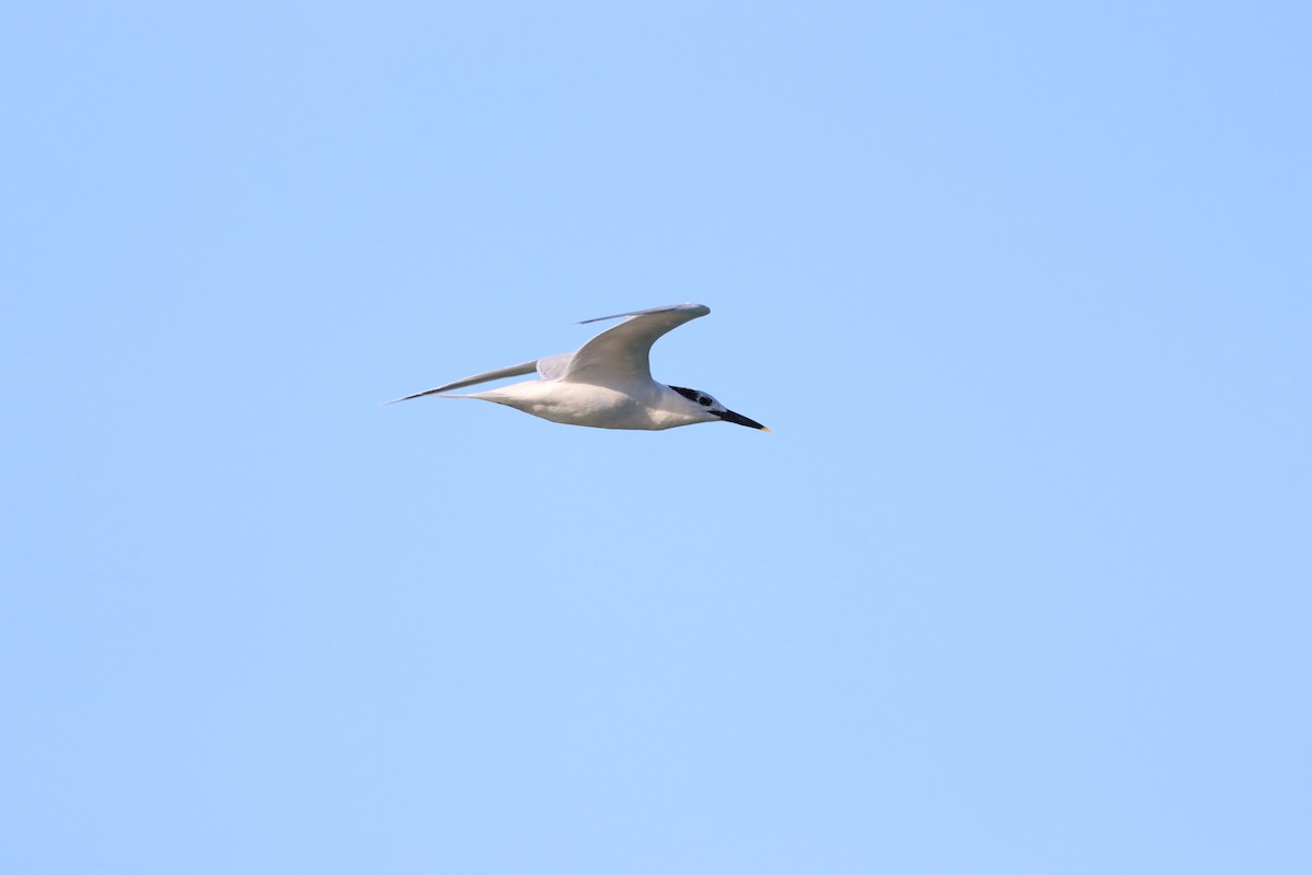 Sandwich Tern - ML646864641