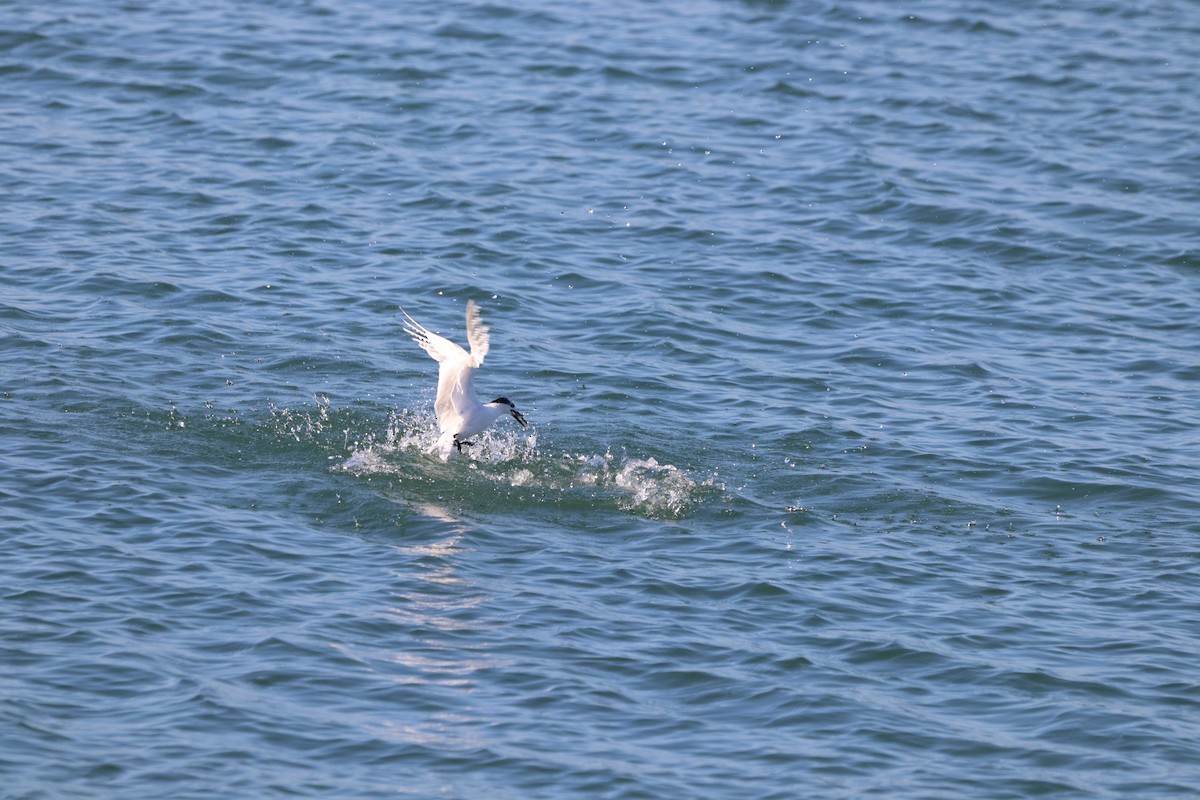 Sandwich Tern - ML646864642