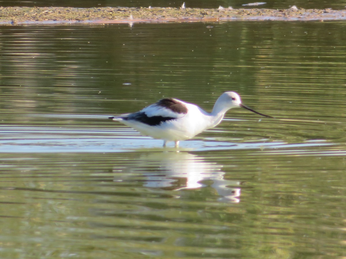 Braunhals-Säbelschnäbler - ML646864645