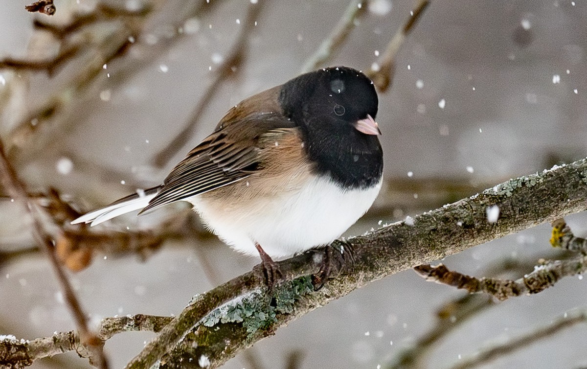 Dark-eyed Junco - ML646864653