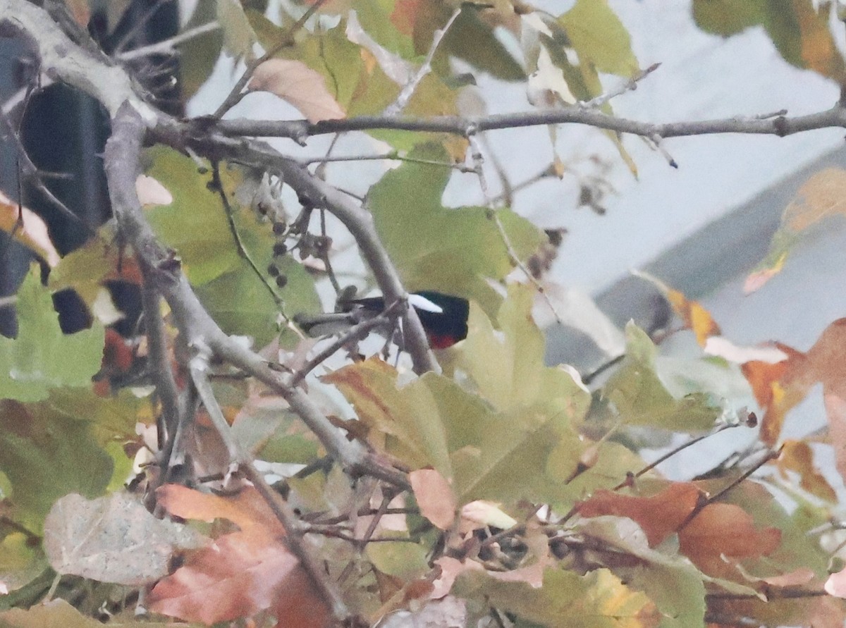 Painted Redstart - ML646864655