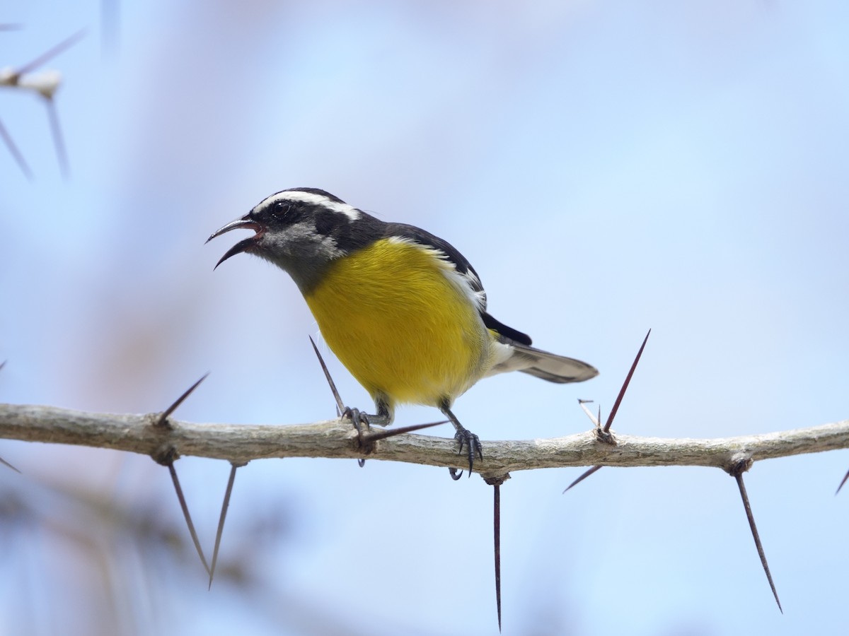 Sucrier à ventre jaune - ML646864656