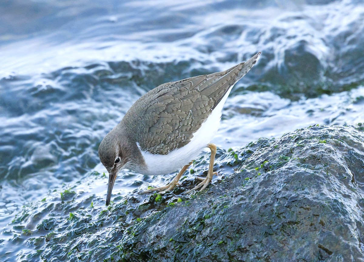 Common Sandpiper - ML646864657