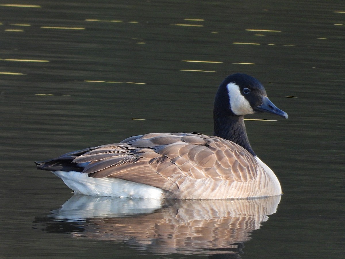 Canada Goose - ML646864659