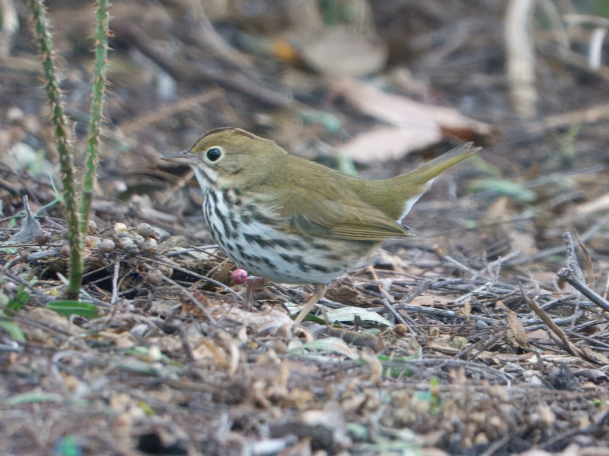 Ovenbird - ML646864660