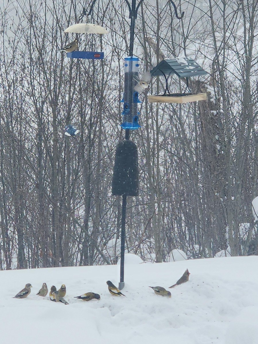 עב-מקור ערב - ML646864662