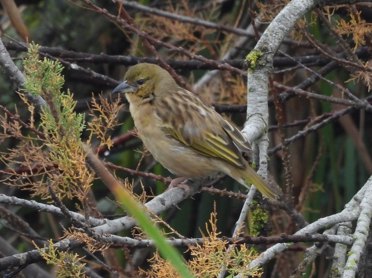 Black-headed Weaver - ML646864663