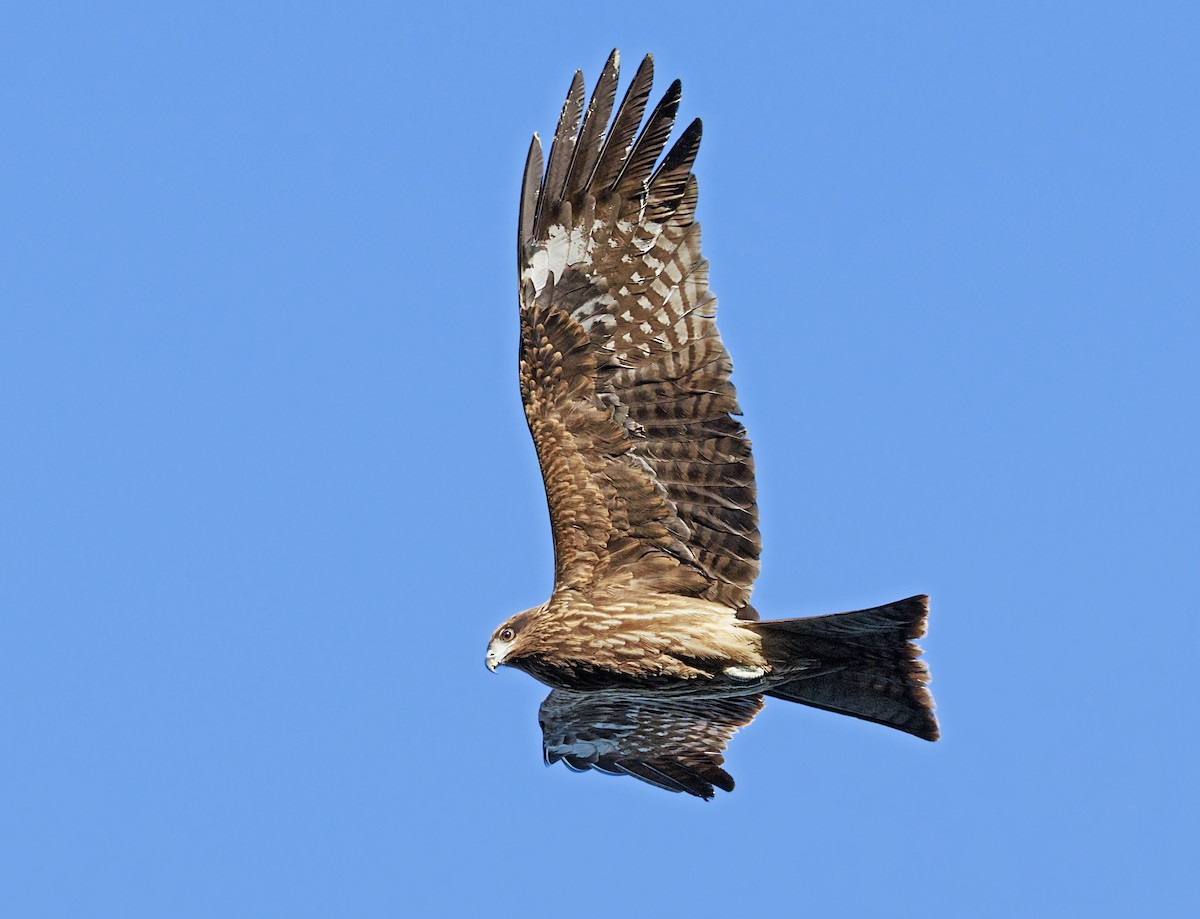 Black Kite - ML646864664