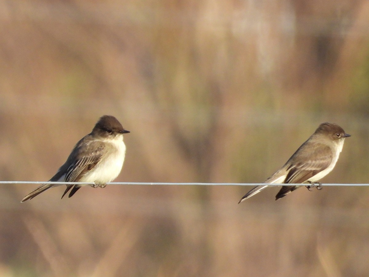 gråfibi - ML646864665