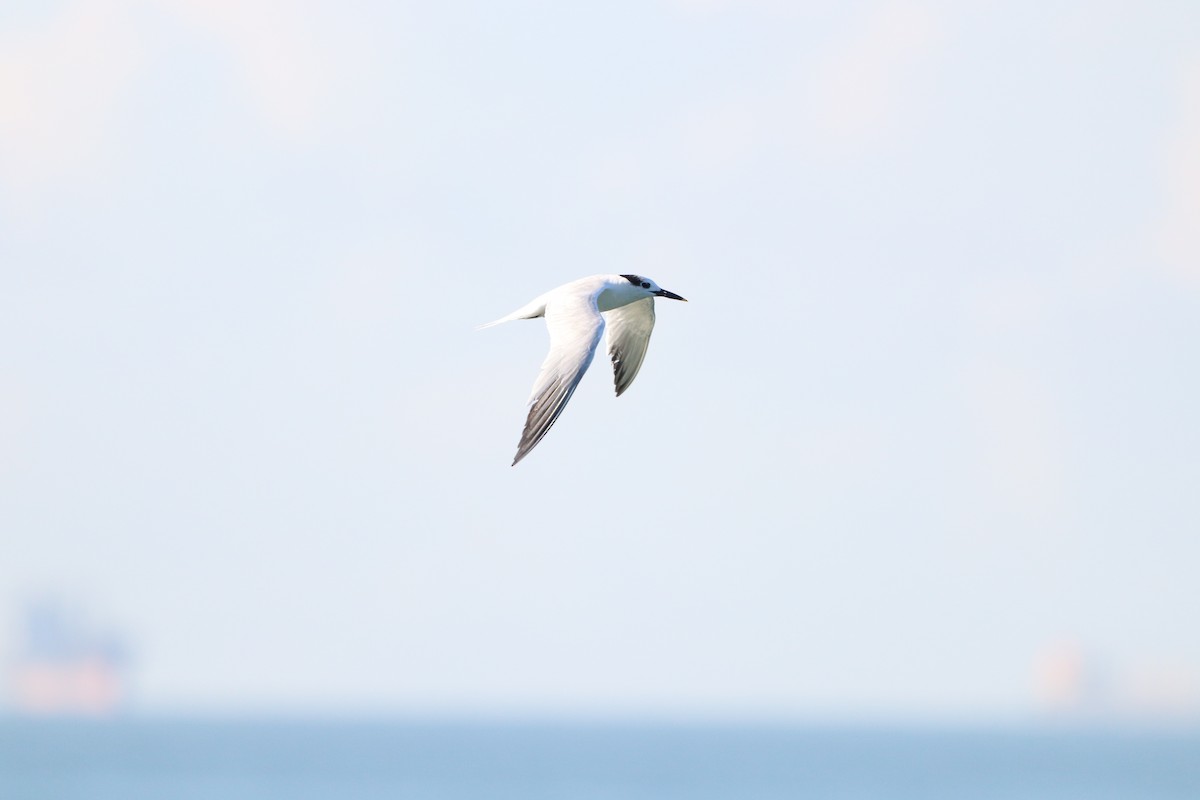Sandwich Tern - ML646864668