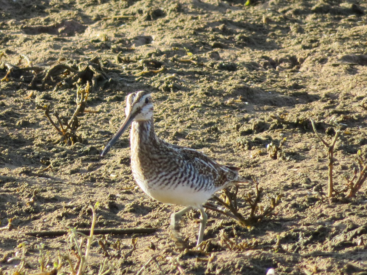 Wilsonbekassine - ML646864669