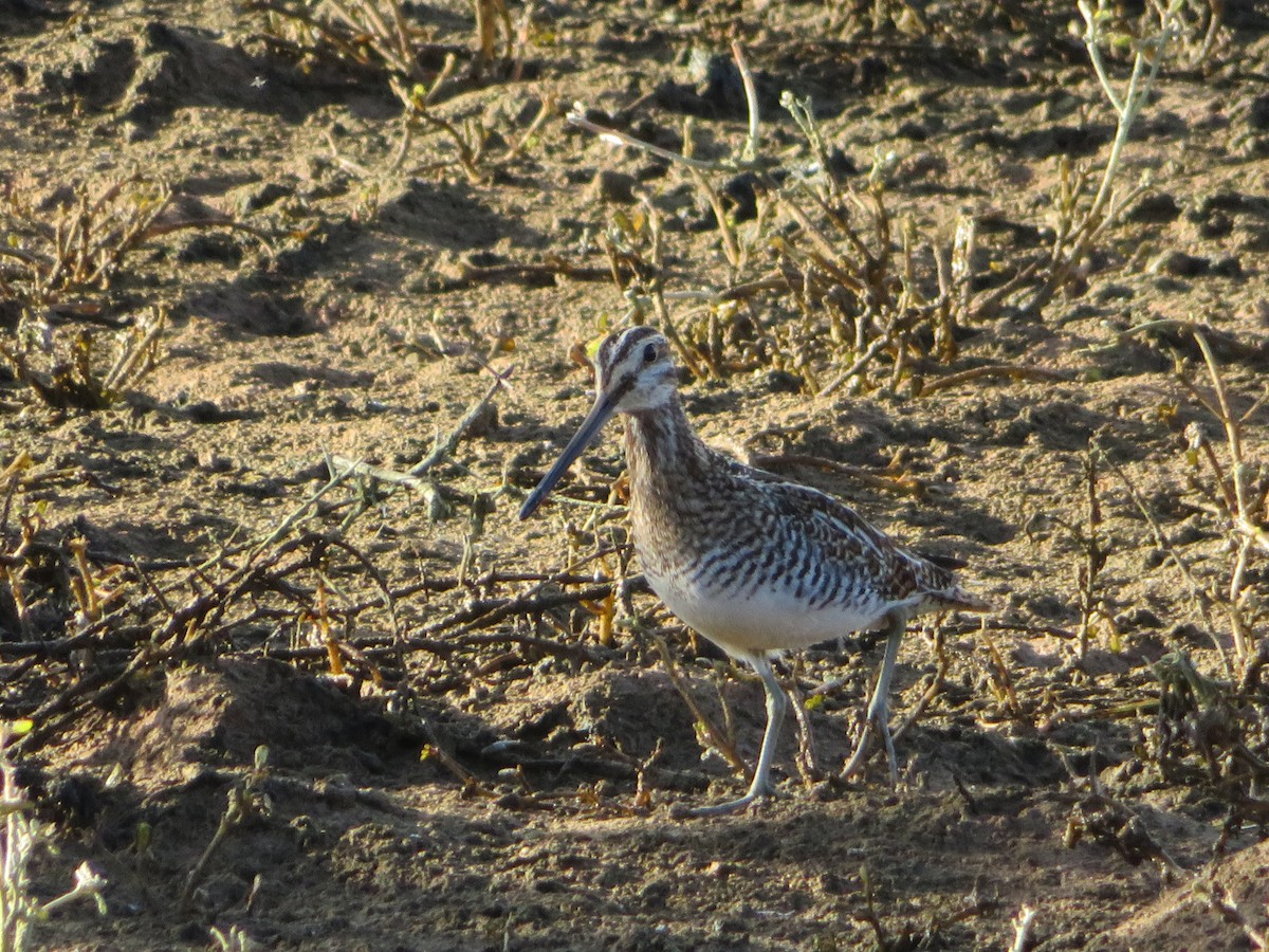 Wilsonbekassine - ML646864670