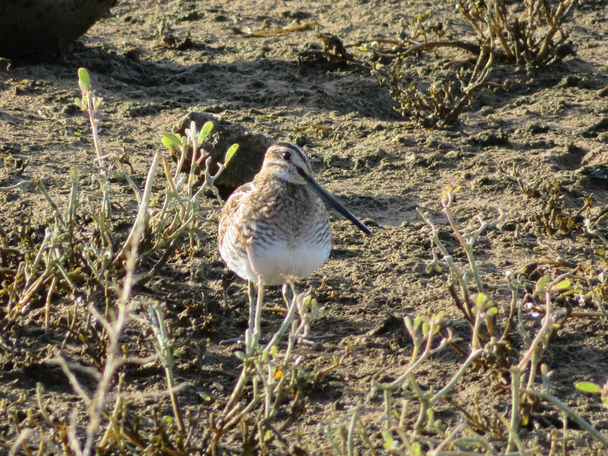 Wilsonbekassine - ML646864671