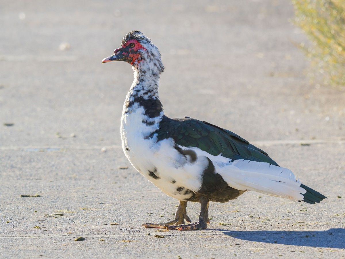 pižmovka americká (domestikovaná) - ML646864672