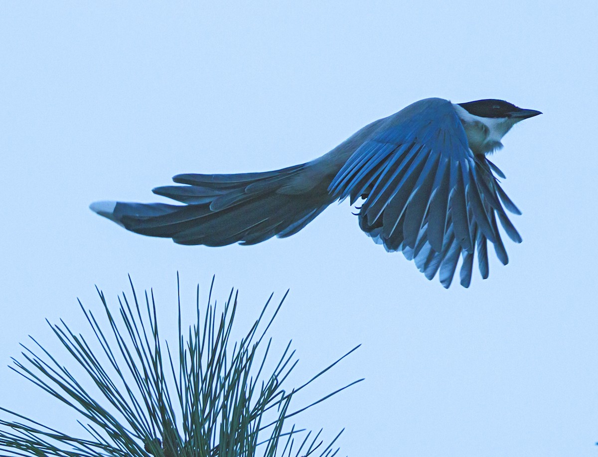 Azure-winged Magpie - ML646864674