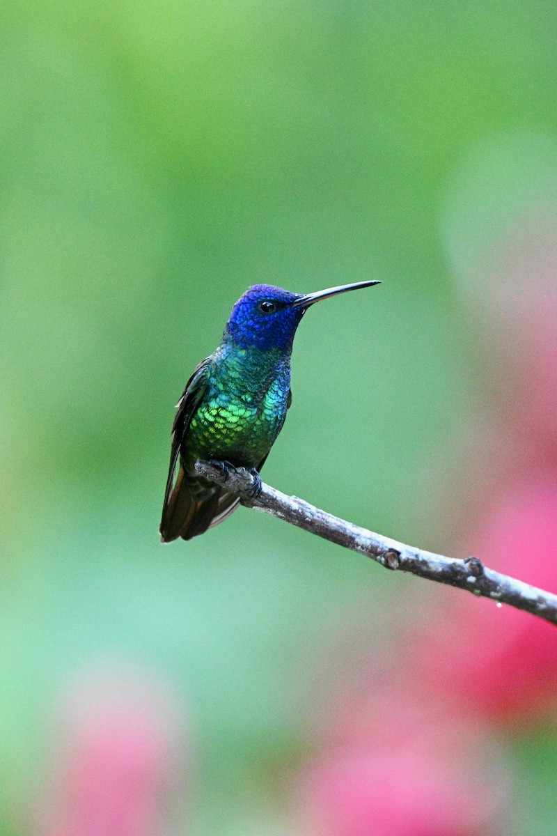 コガネオハチドリ - ML646864675