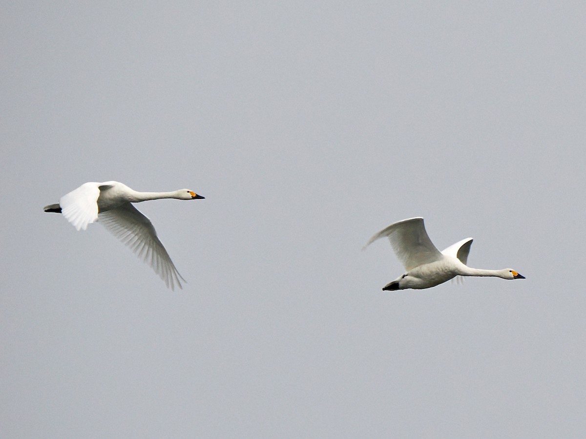 Tundra Swan - ML646864676