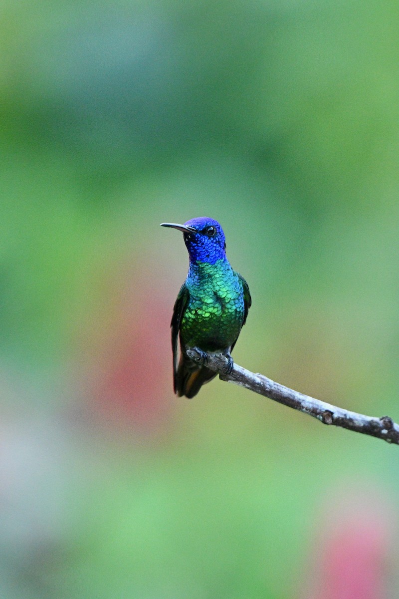 コガネオハチドリ - ML646864677