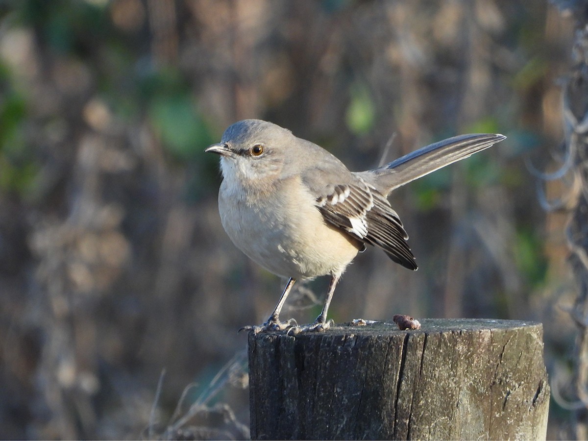 Northern Mockingbird - ML646864678