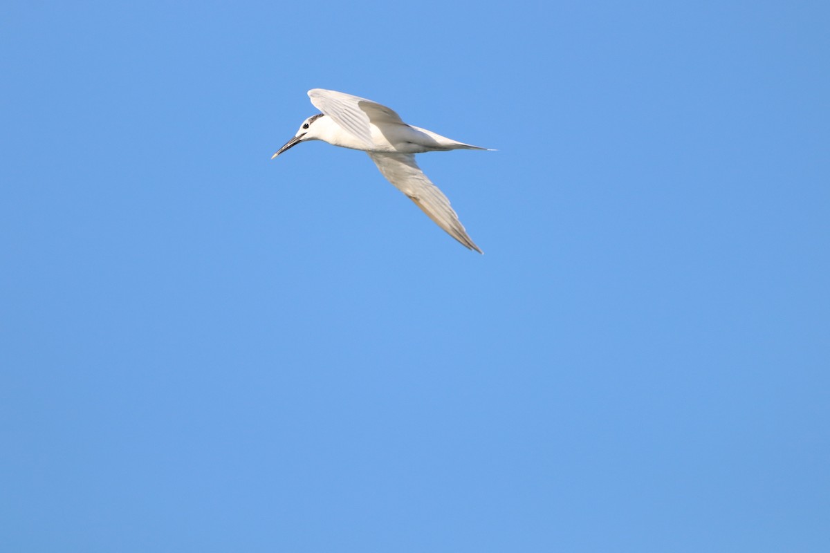 Sandwich Tern - ML646864679