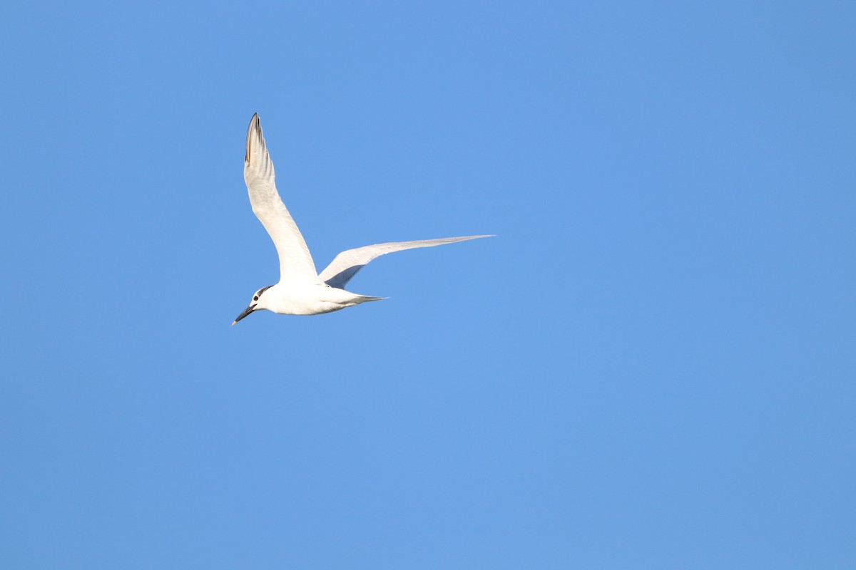 Sandwich Tern - ML646864680