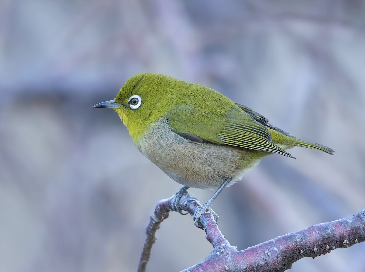 Warbling White-eye - ML646864681