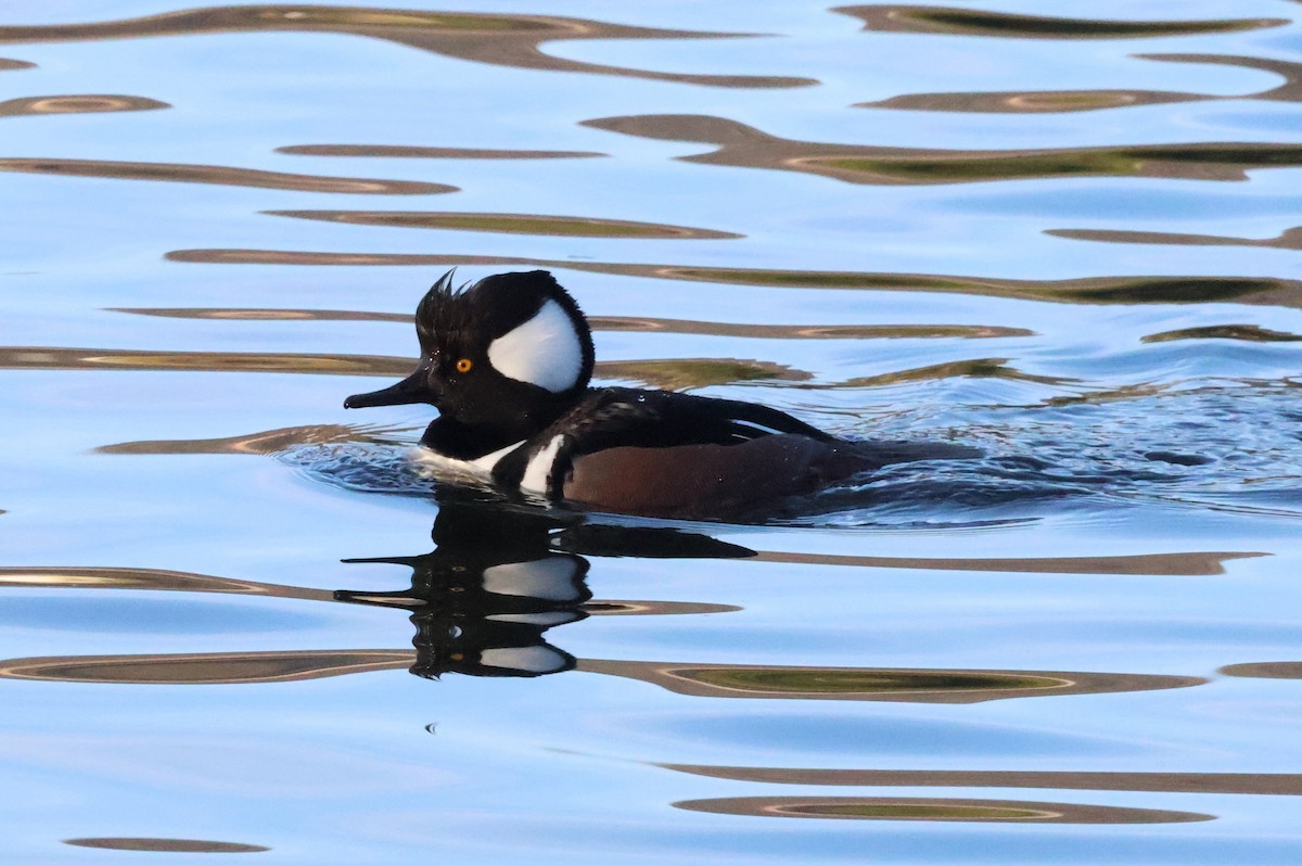 morčák chocholatý - ML646864682