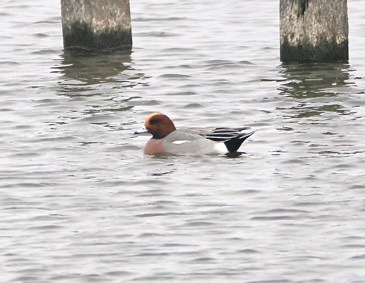 Eurasian Wigeon - ML646864683