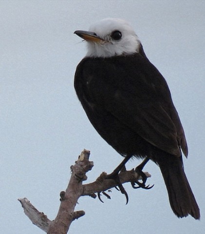 White-headed Marsh Tyrant - ML646864688