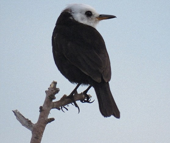 White-headed Marsh Tyrant - ML646864689