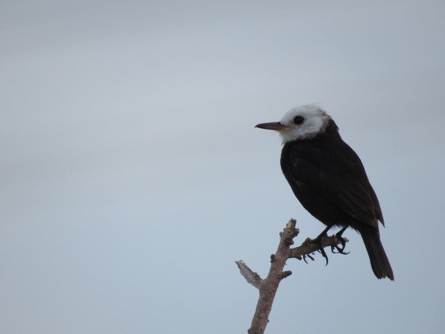White-headed Marsh Tyrant - ML646864690