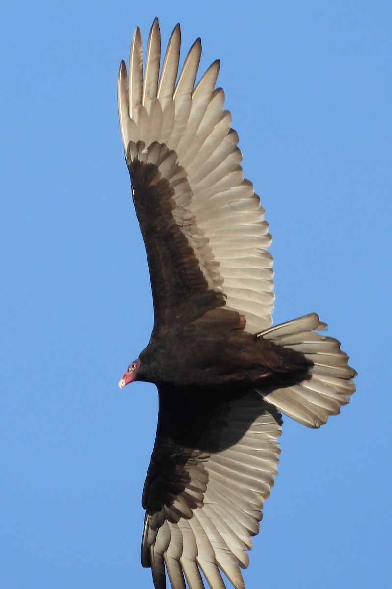 Turkey Vulture - ML646864691