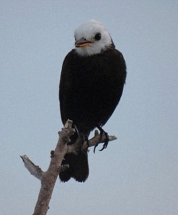 White-headed Marsh Tyrant - ML646864693