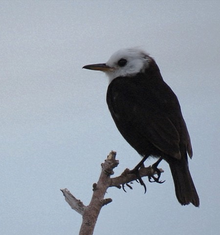 White-headed Marsh Tyrant - ML646864694